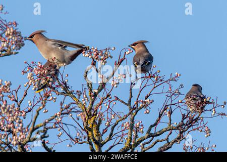 Waxwings (Bombycilla garrulus) se nourrissant de baies blanches de rowan en janvier 2024, une année d'irruption majeure pour le migrant hivernal, Angleterre, Royaume-Uni Banque D'Images