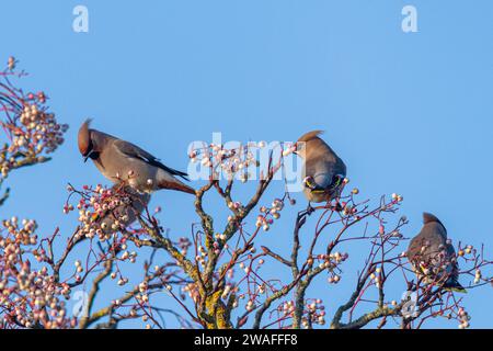 Waxwings (Bombycilla garrulus) se nourrissant de baies blanches de rowan en janvier 2024, une année d'irruption majeure pour le migrant hivernal, Angleterre, Royaume-Uni Banque D'Images