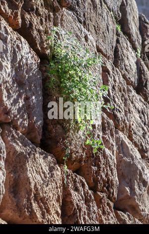 Un buisson vert pousse et éclate d'un ancien mur. Le mur est construit de grosses pierres Banque D'Images