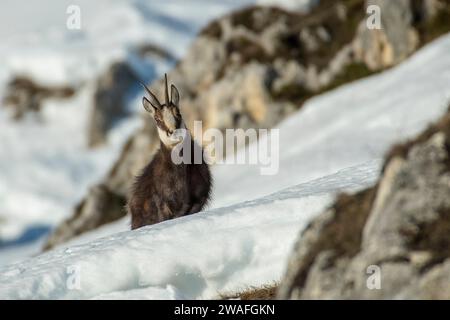 Chamois alpin ou chèvre de montagne sauvage (Rupicapra rupicapra) escaladant une pente enneigée raide par une journée ensoleillée dans les alpes italiennes, décembre, horizontale. Banque D'Images