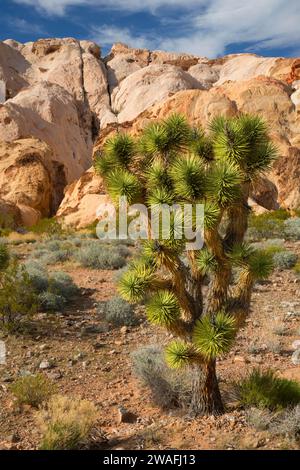 Près de Joshua tree Whitney poches, Gold Butte National Monument, Nevada Banque D'Images