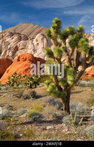 Près de Joshua tree Whitney poches, Gold Butte National Monument, Nevada Banque D'Images
