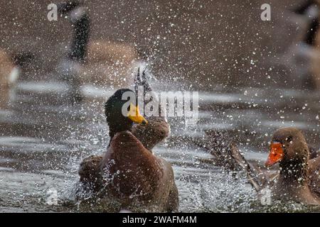 Un canard curieux est perché sur le bord d'un plan d'eau, observant un canard ludique alors qu'il éclabousse dans l'eau Banque D'Images