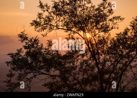 La vue enchanteresse d'un arbre baigné dans les teintes chaudes du coucher de soleil du soir Banque D'Images