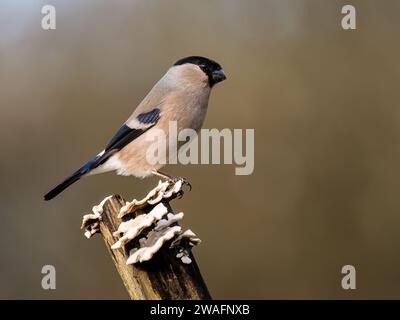 Bullfinch femelle en hiver dans le centre du pays de Galles Banque D'Images