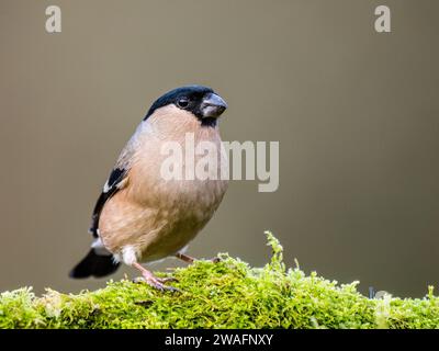 Bullfinch femelle en hiver dans le centre du pays de Galles Banque D'Images