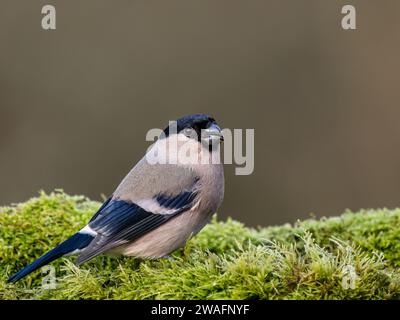 Bullfinch femelle en hiver dans le centre du pays de Galles Banque D'Images