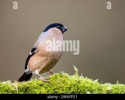 Bullfinch femelle en hiver dans le centre du pays de Galles Banque D'Images