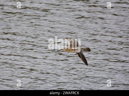 Whimbrel Numenius phaeopus, en vol bas au-dessus de l'estuaire à marée haute. Banque D'Images