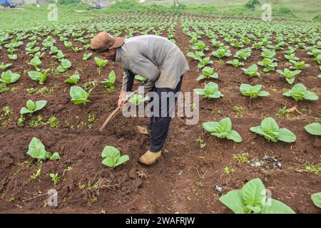 Les cultivateurs de tabac mènent des activités de soins pour le tabac qui vient d'entrer dans la saison de plantation à Cikoneng, Bandung Regency, Java Ouest, Indonésie le 4 2024 janvier. Le gouvernement, par l'intermédiaire du ministère des Finances, a augmenté le taux de la taxe d'accise sur le tabac (TCH) pour les cigarettes avec une augmentation de 10 pour cent à compter de janvier 1 2024. (Photo Dimas Rachmatsyah/Sipa USA) Banque D'Images