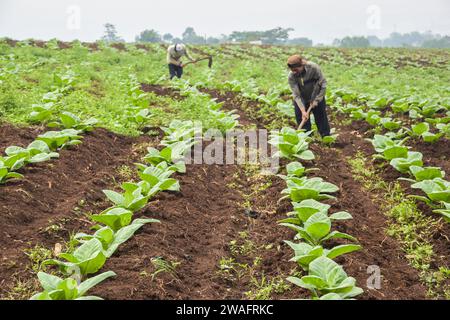 Les cultivateurs de tabac mènent des activités de soins pour le tabac qui vient d'entrer dans la saison de plantation à Cikoneng, Bandung Regency, Java Ouest, Indonésie le 4 2024 janvier. Le gouvernement, par l'intermédiaire du ministère des Finances, a augmenté le taux de la taxe d'accise sur le tabac (TCH) pour les cigarettes avec une augmentation de 10 pour cent à compter de janvier 1 2024. (Photo Dimas Rachmatsyah/Sipa USA) Banque D'Images