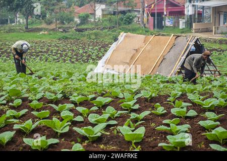 Les cultivateurs de tabac mènent des activités de soins pour le tabac qui vient d'entrer dans la saison de plantation à Cikoneng, Bandung Regency, Java Ouest, Indonésie le 4 2024 janvier. Le gouvernement, par l'intermédiaire du ministère des Finances, a augmenté le taux de la taxe d'accise sur le tabac (TCH) pour les cigarettes avec une augmentation de 10 pour cent à compter de janvier 1 2024. (Photo Dimas Rachmatsyah/Sipa USA) Banque D'Images