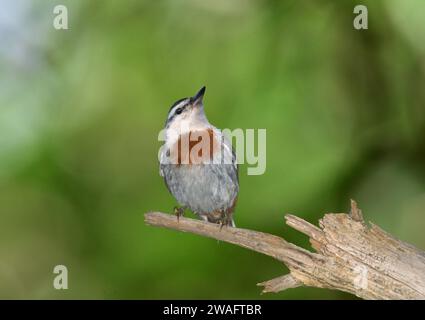 Kruper's Nuthatch - Sitta krueperi Banque D'Images