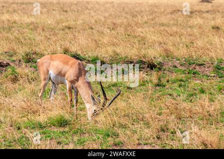 Impala mâle (Aepyceros melampus) broutant dans la savane sèche du parc national du Serengeti, Tanzanie Banque D'Images