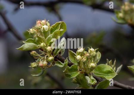 fleurs de poire. arbre en fleurs dans le jardin. fleurs blanches délicates et feuilles vertes et jeunes. Branches de poires fleuries sur fond vert. fermer Banque D'Images