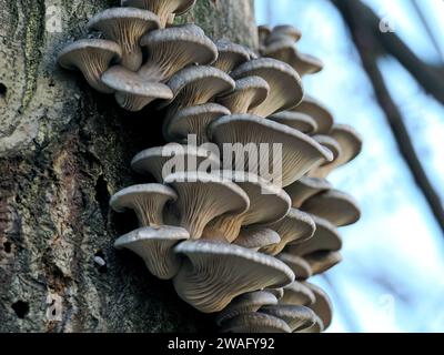 Huîtres, Austern-Seitling, Pleurote en huître, Pleurotus ostreatus, késői laskagomba, Budapest, Hongrie, Magyarország, Europe Banque D'Images