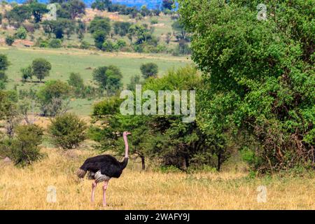 Autruche mâle (Struthio camelus) dans la savane dans le parc national du Serengeti en Tanzanie. Faune et flore de l'Afrique Banque D'Images