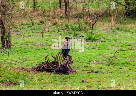 Bateleur (Terathopius ecaudatus) perché sur un squelette de poule dans le parc national du Serengeti en Tanzanie Banque D'Images