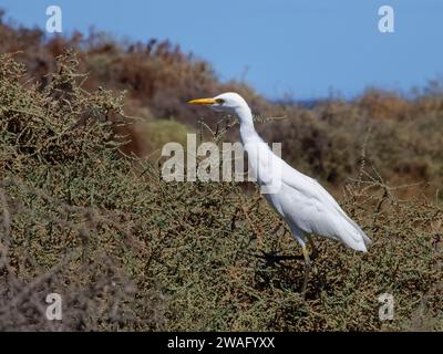 Aigrette de bovins (Bubulcus ibis) chasse les insectes et les lézards sur les buissons côtiers de Balancon (Traganum moquinii), Morro Jable, Fuerteventura, septembre. Banque D'Images