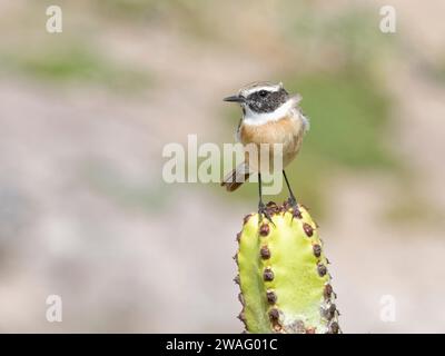 Canary Islands stonechat / Fuerteventura chat (Saxicola dacotiae) mâle perché sur une euphorbe des Canaries (Euphorbia canariensis), Fuerteventura. Banque D'Images