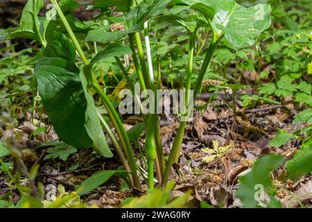 Arum maculatum dans l'habitat. Nakeshead d'aka, racine d'adder, arum sauvage, nénuphars, seigneurs et dames, diables et anges, vaches et taureaux, couckoo-pint, Adam Banque D'Images