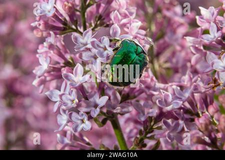 Le bronze doré, Cetonia aurata, est une espèce de bronze ailé de la sous-famille des bronzes, Cetoniinae. Le scarabée de bronze recueille le nectar et le pollen de la flo Banque D'Images