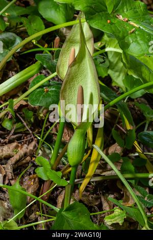 Arum maculatum dans l'habitat. Nakeshead d'aka, racine d'adder, arum sauvage, nénuphars, seigneurs et dames, diables et anges, vaches et taureaux, couckoo-pint, Adam Banque D'Images