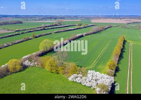 Vue aérienne sur le paysage bocage avec des champs et des pâturages protégés par des haies en fleurs et des haies en fleurs au printemps, Schleswig-Holstein, Allemagne Banque D'Images