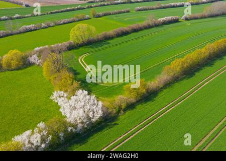 Vue aérienne sur le paysage bocage avec des champs et des pâturages protégés par des haies en fleurs et des haies en fleurs au printemps, Schleswig-Holstein, Allemagne Banque D'Images