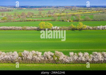 Vue aérienne sur le paysage bocage avec des champs et des pâturages protégés par des haies en fleurs et des haies en fleurs au printemps, Schleswig-Holstein, Allemagne Banque D'Images