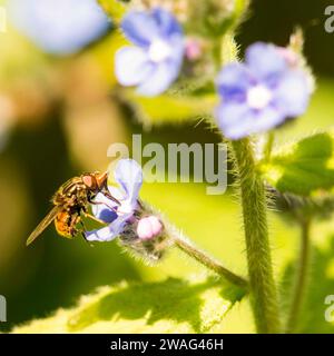 Abeille pollinisant oubliez-moi-pas Banque D'Images