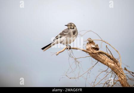 Pied Wagtail, juvénile, perché sur une branche en été Banque D'Images