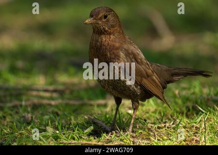 Un brackbird perché au sommet d'une herbe verte luxuriante, debout sur une branche voisine Banque D'Images