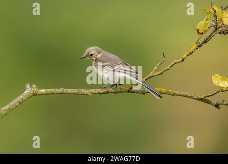 Pied Wagtail, juvénile, perché sur une branche, en gros plan, en été Banque D'Images