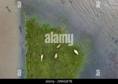 04 janvier 2024, Rhénanie du Nord-Westphalie, Mülheim an der Ruhr : quelques vaches se tiennent dans les prairies de la Ruhr sur un petit pré juste à côté des hautes eaux. (Prise de vue aérienne avec un drone) photo : Christoph Reichwein/dpa Banque D'Images