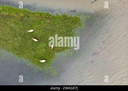 04 janvier 2024, Rhénanie du Nord-Westphalie, Mülheim an der Ruhr : quelques vaches se tiennent dans les prairies de la Ruhr sur un petit pré juste à côté des hautes eaux. (Prise de vue aérienne avec un drone) photo : Christoph Reichwein/dpa Banque D'Images