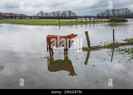 04 janvier 2024, Rhénanie du Nord-Westphalie, Mülheim an der Ruhr : une vache se tient dans les prairies de la Ruhr dans les eaux de crue. (Prise de vue aérienne avec un drone) photo : Christoph Reichwein/dpa Banque D'Images