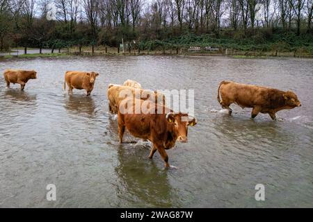 04 janvier 2024, Rhénanie du Nord-Westphalie, Mülheim an der Ruhr : quelques vaches marchent dans les prairies inondées de la Ruhr. (Prise de vue aérienne avec un drone) photo : Christoph Reichwein/dpa Banque D'Images