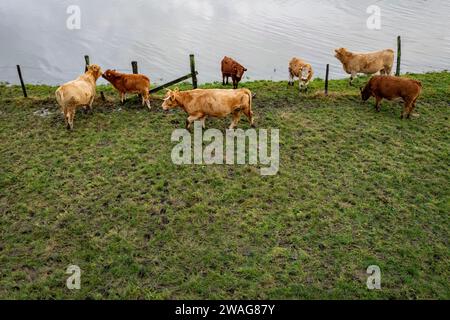 04 janvier 2024, Rhénanie du Nord-Westphalie, Mülheim an der Ruhr : un troupeau de vaches se dresse dans les prairies de la Ruhr sur un petit pré juste à côté des eaux de crue. Photo : Christoph Reichwein/dpa Banque D'Images