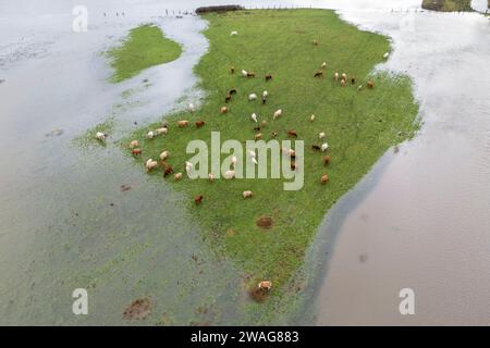 04 janvier 2024, Rhénanie du Nord-Westphalie, Mülheim an der Ruhr : un troupeau de vaches se dresse dans les prairies de la Ruhr sur un petit pré entouré d'eaux de crue. (Prise de vue aérienne avec un drone) photo : Christoph Reichwein/dpa Banque D'Images