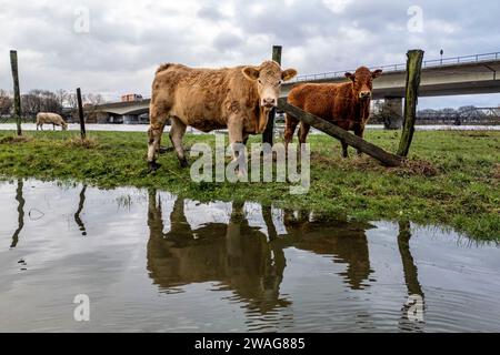 04 janvier 2024, Rhénanie du Nord-Westphalie, Mülheim an der Ruhr : quelques vaches se tiennent dans les prairies de la Ruhr sur un petit pré juste à côté des hautes eaux. (Prise de vue aérienne avec un drone) photo : Christoph Reichwein/dpa Banque D'Images