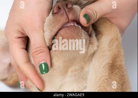 Dents de traitement chien labrador vue rapprochée dans la clinique vétérinaire Banque D'Images