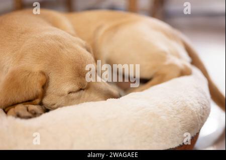 Nettoyer chien labrador chiot dormant sur coussin doux vue rapprochée Banque D'Images