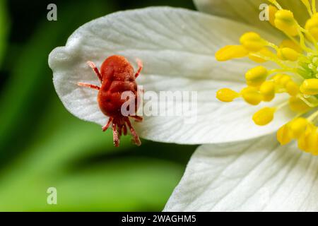Gros plan sur une fleur d'anémone blanche, en milieu naturel, un acarien de velours rouge ou des trombidiidés. Banque D'Images
