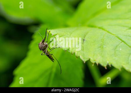 moustique femelle macro normal isolé sur feuille verte. Banque D'Images