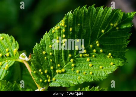 Feuilles avec acarien biliaire Eriophyes tiliae. Photographie rapprochée d'une feuille atteinte de Galles d'Eriophyes tiliae. Photo de haute qualité Banque D'Images