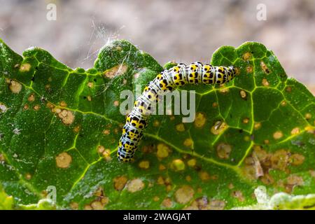 Mullein Cucullia verbasci Caterpillars se nourrissant de feuilles de fleurs de jardin . Banque D'Images