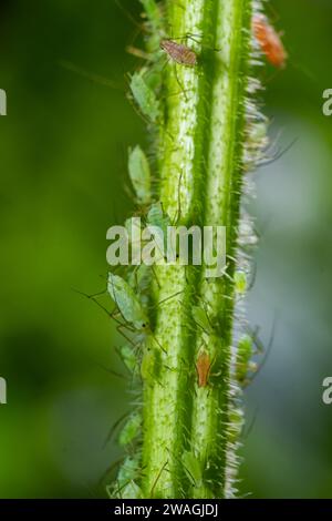 Macrosiphum rosae, le puceron rose est un puceron de la famille des Aphididae, Hemiptera. Banque D'Images