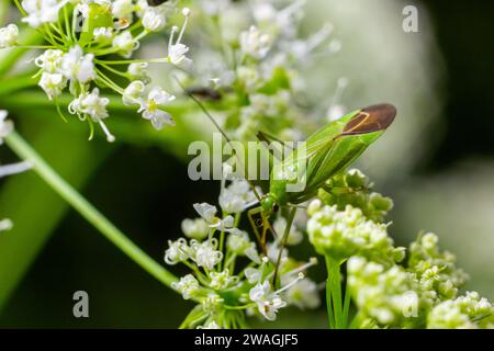 Pentatomoidea bug est assis sur une feuille. Banque D'Images