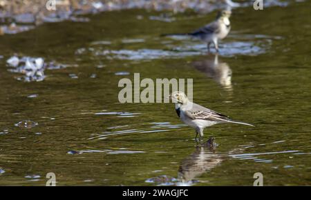 Motacilla alba - la queue blanche, est une petite espèce d'oiseau de passereau de la famille des Motacillidae. Banque D'Images